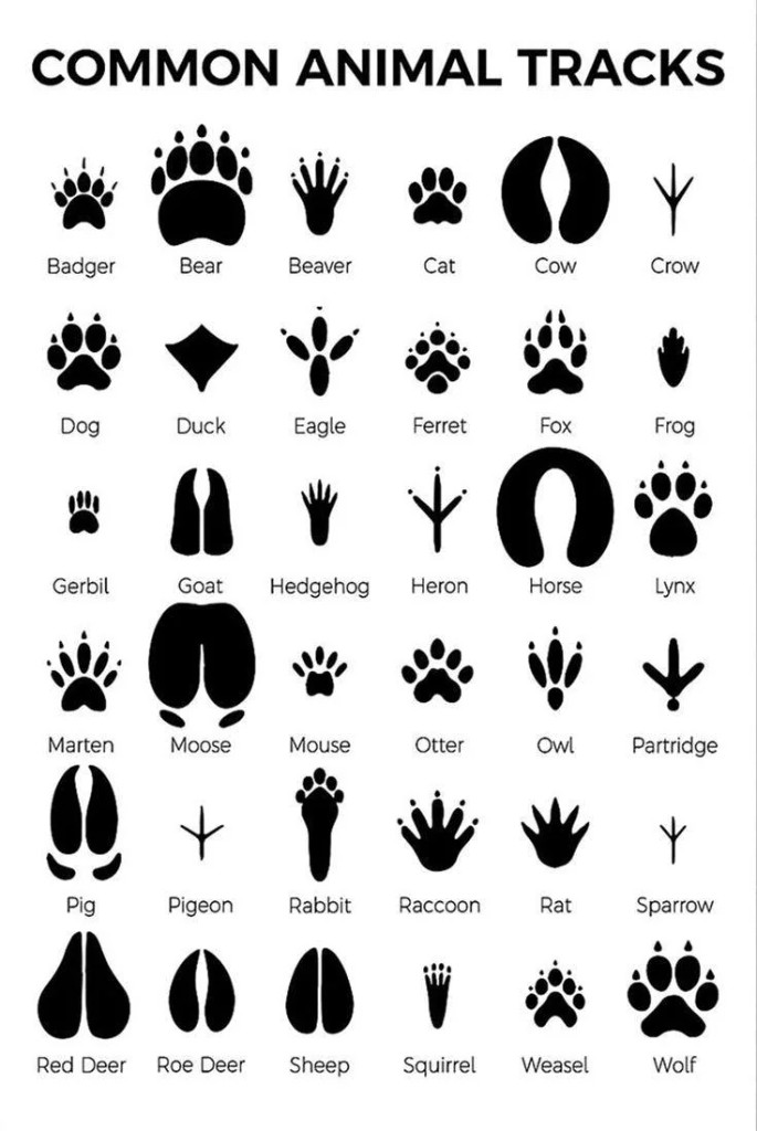 Common animal tracks: badger, bear, beaver, cat, cow, crow, dog, duck, eagle, ferret, fox, frog, gerbil, goat, hedgehog, heron, horse, lynx, marten, moose, mouse, otter, owl, partridge, pig, pigeon, rabbit, raccoon, rat, red deer, roe deer, sheep, sparrow, squirrel, weasel, wolf