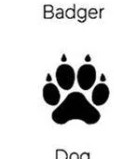 Dog track outline