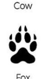 Fox track outline