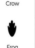 Frog track outline