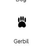 Gerbil track outline