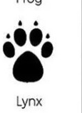 Lynx track outline
