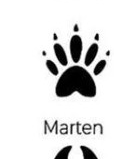 Marten track outline