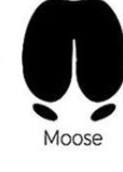 Moose track outline