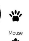 Mouse track outline