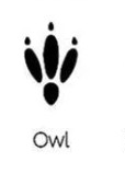 Owl track outline