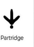 Partridge track outline