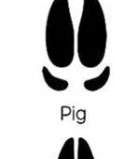 Pig track outline