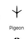 Pigeon track outline