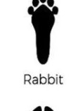 Rabbit track outline