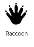 Raccoon track outline