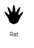 Rat track outline