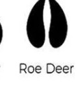 Roe Deer track outline