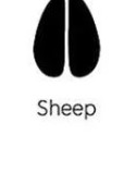Sheep track outline