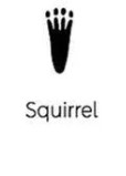Squirrel track outline